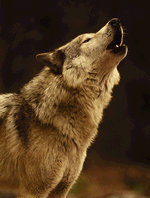 The Wolf Cry